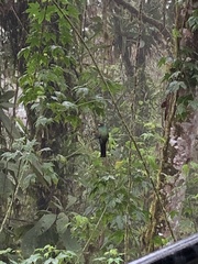 Trogon personatus