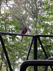 Trogon personatus