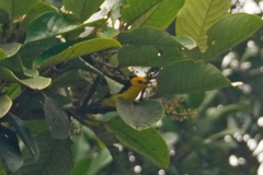 Chrysothlypis chrysomelas