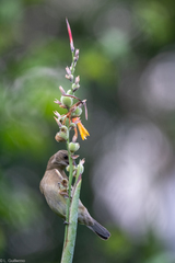 Spindalis zena benedicti