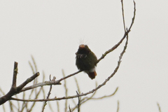 Lophornis delattrei image