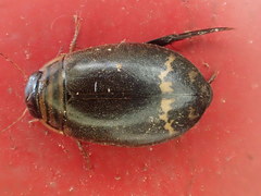 Acilius mediatus