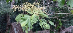 Heliocarpus donnellsmithii