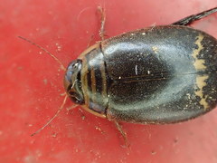Acilius mediatus