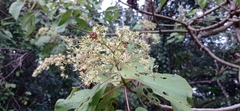 Heliocarpus donnellsmithii