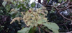 Heliocarpus donnellsmithii