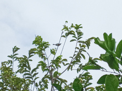 Polioptila bilineata