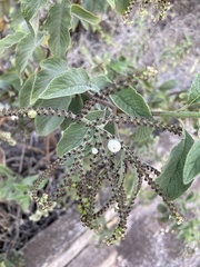 Tournefortia pubescens