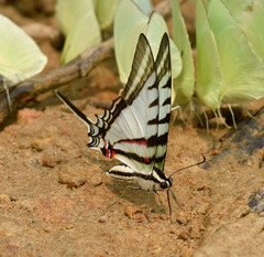 Neographium agesilaus