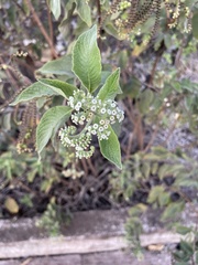 Tournefortia pubescens