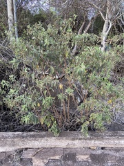 Tournefortia pubescens