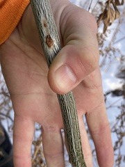 Gleditsia triacanthos inermis