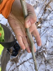 Gleditsia triacanthos inermis