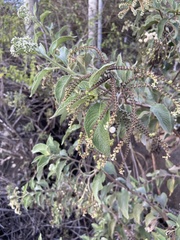 Tournefortia pubescens