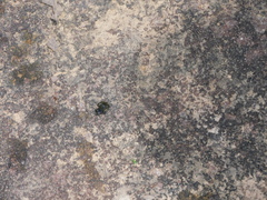 Eleutherodactylus verrucipes