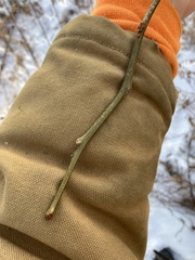 Gleditsia triacanthos inermis