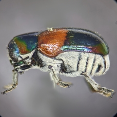 Megalostomis pyropyga