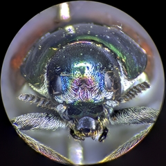 Megalostomis pyropyga