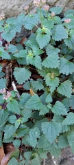 Nanocnide japonica