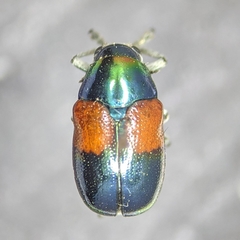 Megalostomis pyropyga