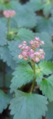 Nanocnide japonica