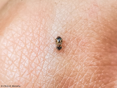 Scymnobius galapagoensis