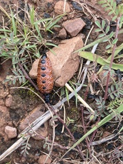 Pseudomeloe espostoi