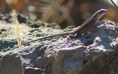 Sceloporus squamosus