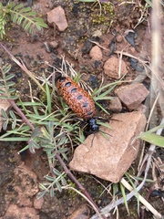 Pseudomeloe espostoi