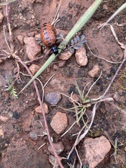 Pseudomeloe espostoi