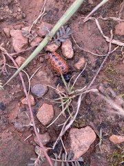 Pseudomeloe espostoi