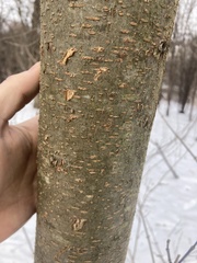 Gleditsia triacanthos inermis