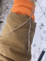 Gleditsia triacanthos inermis