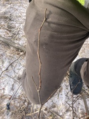 Gleditsia triacanthos inermis