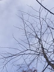 Gleditsia triacanthos inermis