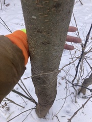 Gleditsia triacanthos inermis