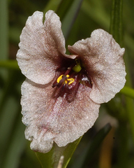 Commelina scabra