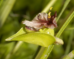 Commelina scabra