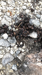 Bassariscus