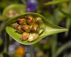 Commelina scabra