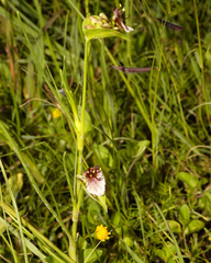 Commelina scabra