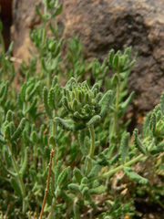 Teucrium polium