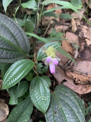 Bertolonieae