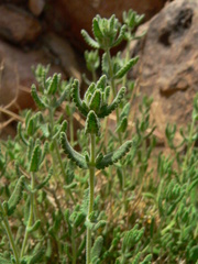 Teucrium polium