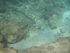 Laticauda schistorhyncha