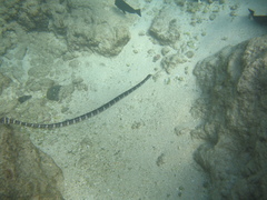 Laticauda schistorhyncha