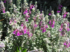 Teucrium marum