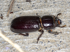 Aulacocyclus