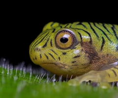 Rhacophorus pseudomalabaricus