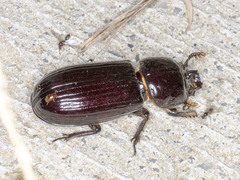 Aulacocyclus